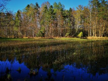 Scenic view of lake against trees in forest