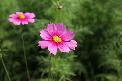 Close-up of pink cosmos blooming outdoors