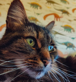 Close-up of a cat looking away