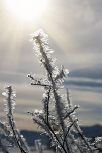 Close-up of frozen plant against sky