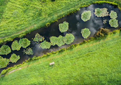 High angle view of plants growing on land