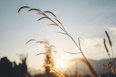 Close-up of stalks against sky during sunset