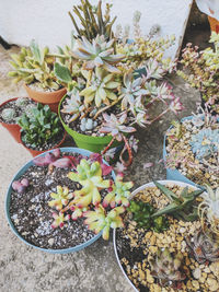 High angle view of potted plants