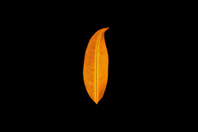 Close-up of orange leaf over black background