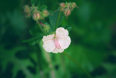 Close-up of flower blooming outdoors
