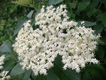 Close-up of white cherry blossom tree