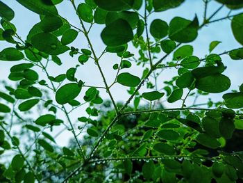 Low angle view of tree against sky