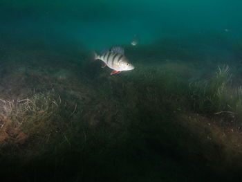 Fish swimming in sea