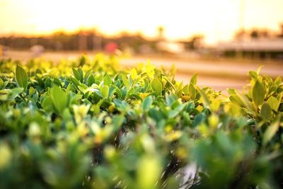 Close-up of fresh green plants