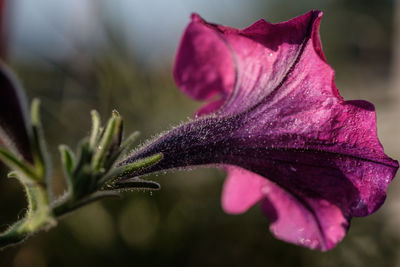 Close-up of purple flowering plant