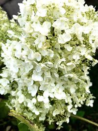 Close-up of white flowering plant