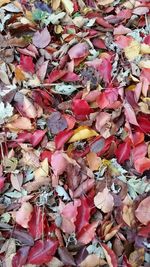 Full frame shot of autumn leaves