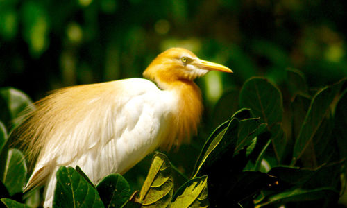 Close-up of bird perching on plant