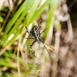 Close-up of insect