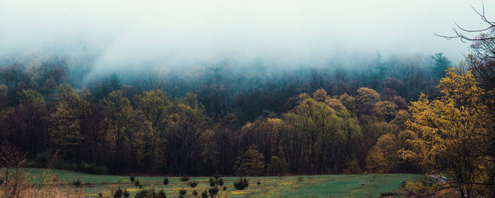 Trees in forest during foggy weather