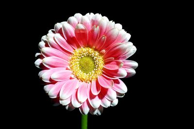 Close-up of pink flowers over black background