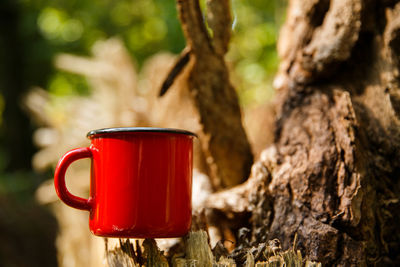 Close-up of coffee on tree trunk