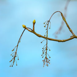 Low angle view of plants against blue sky