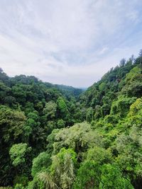 Scenic view of forest against sky