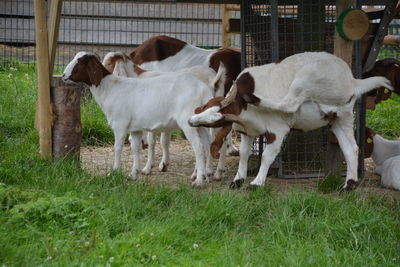 Goats standing by field at shed