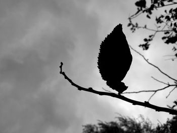 Low angle view of silhouette perching on tree against cloudy sky