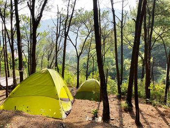 Tent in forest