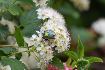 Close-up of honey bee pollinating on flower