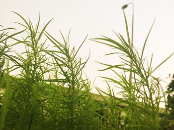 Plants growing on field