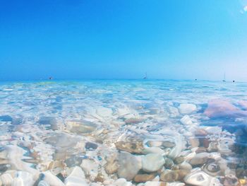 Close-up of swimming in sea against clear blue sky