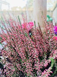 Close-up of pink flowering plant