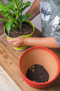 A woman transplants a spathiphyllum flower into a square flower pot. floriculture, close-up.