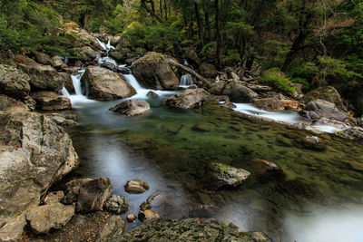 Scenic view of waterfall in forest