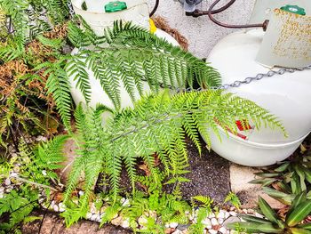 High angle view of potted plant in greenhouse
