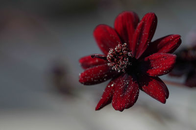 Close-up of red flower against blurred background