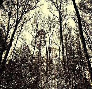 Low angle view of bare trees against sky