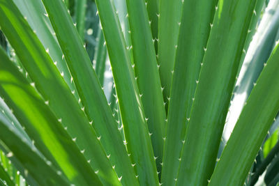 Full frame shot of succulent plant