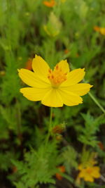 Close-up of yellow flowering plant
