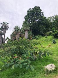 Trees growing in field