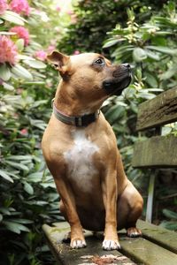 Portrait of a dog looking away