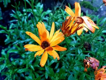 Close-up of orange flower