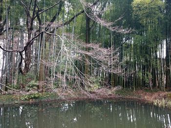 Trees in forest