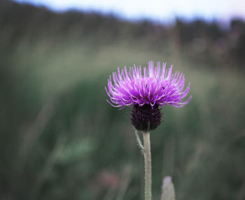 Close-up of pink flower on field