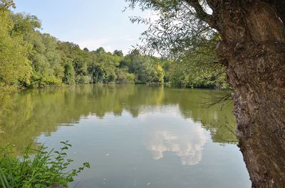 Scenic view of lake in forest against sky