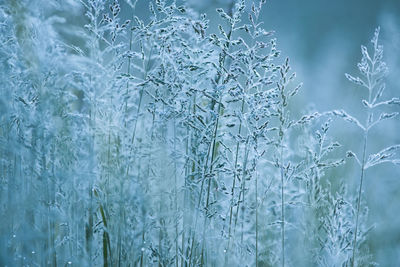 Full frame shot of wet plants during winter