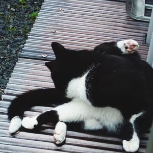 domestic animals