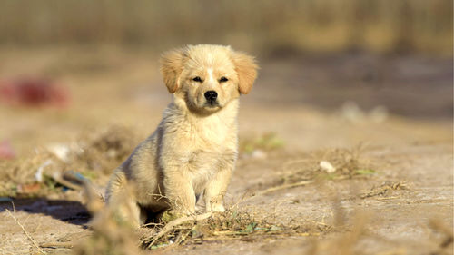 Portrait of dog on field