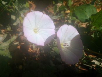 Close-up of white flower