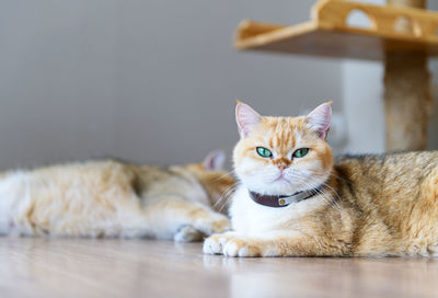 Cute brown scottish british cat lying and looking at camera, popular pet animal concept