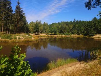 Scenic view of lake by trees in forest against sky