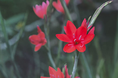 Close-up of red flowering plant